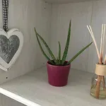 Apartment Crazy Donkey