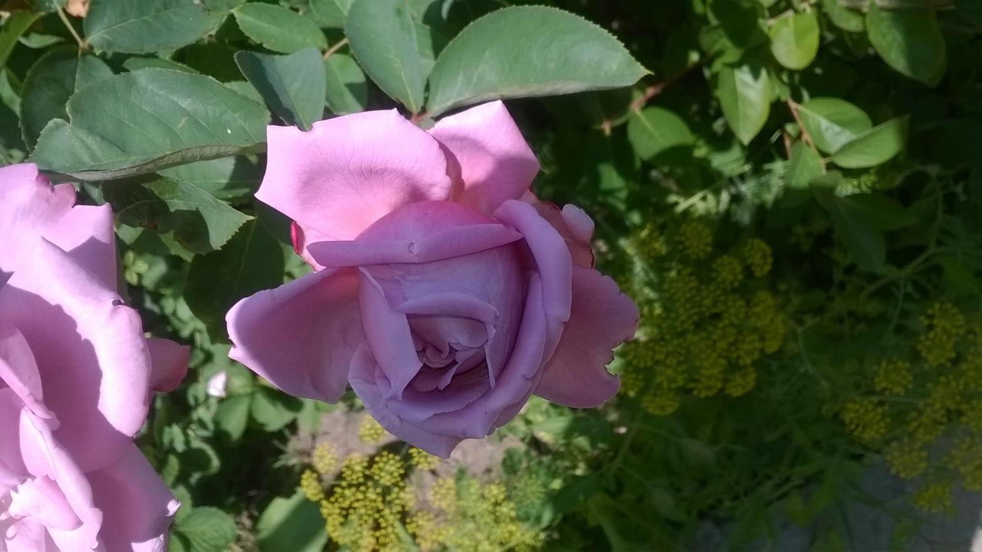 Guest house House Of Flowers